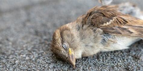 死鳥處理|接獲民眾通報鳥禽死亡屍體之處理標準流程